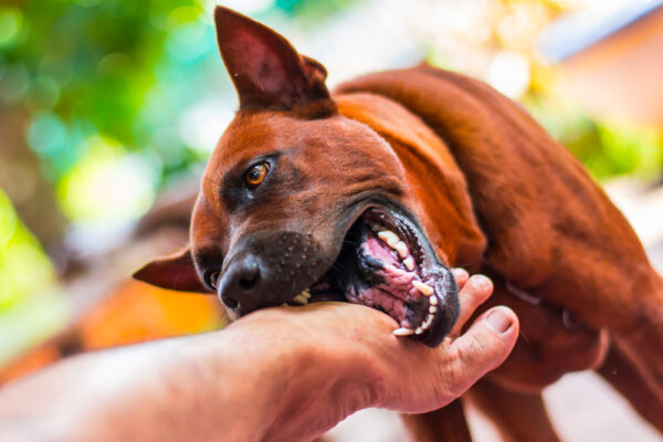 New Jersey Law – Can You Sue For a Dog Bite?